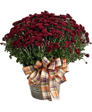 Sweater Weather Potted Mum Plant