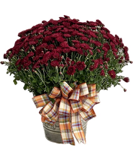 Sweater Weather Potted Mum Plant