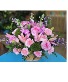 Sweet Charm Floral Arrangement