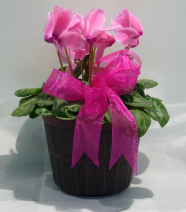 SWEET CYCLAMEM Blooming Plant