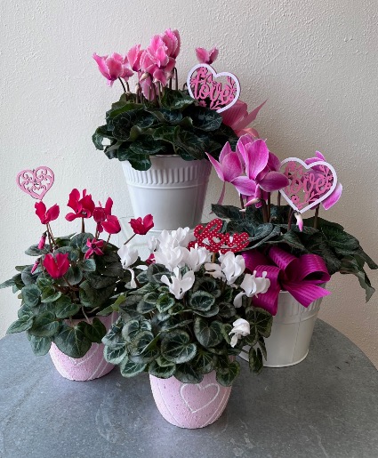 Sweet Cyclamen 