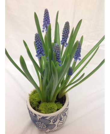 Sweet Grape Hyacinth in Easton, CT | Felicia's Fleurs Sweet Grape Hyacinth in Easton, CT | Felicia's Fleurs