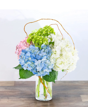 Sweet Hydrangea All Around