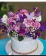 sweet Lavander  