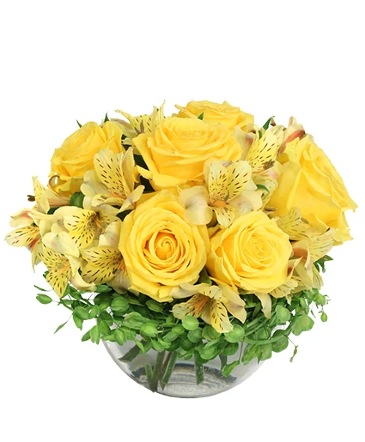 Sweet Lemon Roses Rose Arrangement in Newark, OH | JOHN EDWARD PRICE FLOWERS & GIFTS