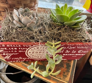 Sweet Lil' Succulent all occasion