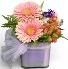 SWEET & PETITE BOUQUET Every Occasion