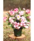 Purchase this funeral home arrangement