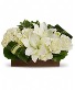 Sweet Serenity Modern White Floral Arrangement