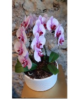 Sweet Siblings Orchid Planter 