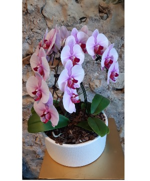 Sweet Siblings Orchid Planter 