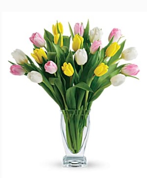 Sweet Tulips  