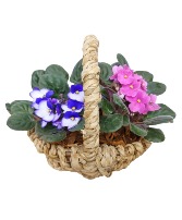 Sweet Violet Basket  Plant