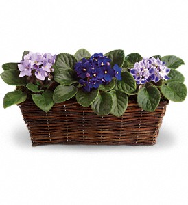 Sweet Violets Basket