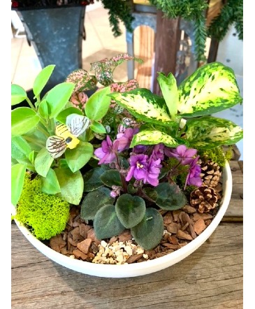Sweetest Dish Garden Plant in Richland, WA | ARLENE'S FLOWERS AND GIFTS