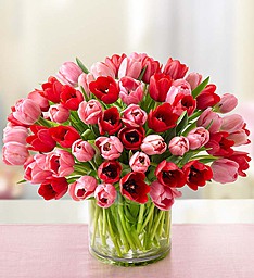 Sweetest Love Tulips Tulips