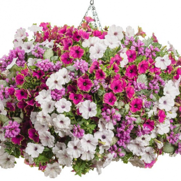Darlin' -- 12" Hanging Basket in Emmetsburg, IA | Blossoming Creations Darlin' -- 12" Hanging Basket in Emmetsburg, IA | Blossoming Creations