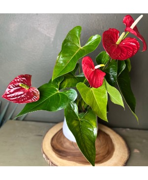 Sweetheart Anthurium Plant Plant