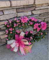 Sweetheart Azalea Plant