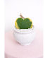SweetHeart Hoya Plant House/Office Plant