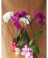 SWEETHEART ORCHID BLOOMING PLANT