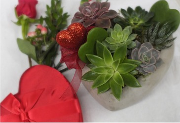 Sweetheart Succulent Planter in Seattle, WA | Neilsen Florist Sweetheart Succulent Planter in Seattle, WA | Neilsen Florist