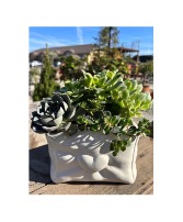 Sweetheart Succulent Planter 