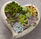 Sweetheart Succulents Dishgarden