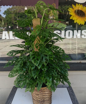 Swiss Cheese Monstera Totem Monstera in New Port Richey, FL | Avril's Flowers Swiss Cheese Monstera Totem Monstera in New Port Richey, FL | Avril's Flowers