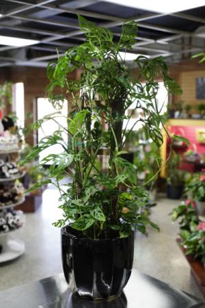 Swiss Cheese Philodendron Black Pottery in South Milwaukee, WI | PARKWAY FLORAL INC. Swiss Cheese Philodendron Black Pottery in South Milwaukee, WI | PARKWAY FLORAL INC.
