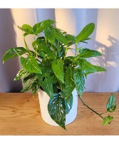 Swiss Cheese Philodendron House Plant