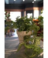 Swiss Cheese Philodendron  In Marbled Pottery