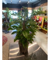 Swiss Cheese Philodendron Pole