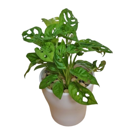 Swiss Cheese Plant Plant