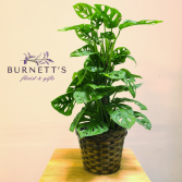 Swiss Cheese plant Pole Plant