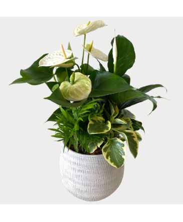 Anthurium Ryan House Plant in Newmarket, ON | FLOWERS 'N THINGS FLOWER & GIFT SHOP
