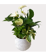 Anthurium Ryan House Plant