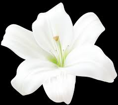 Sympathy Arrangements For The Home in Centerville, MA | ENCHANTED FLORIST Sympathy Arrangements For The Home in Centerville, MA | ENCHANTED FLORIST