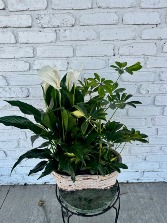 Sympathy double plant basket 