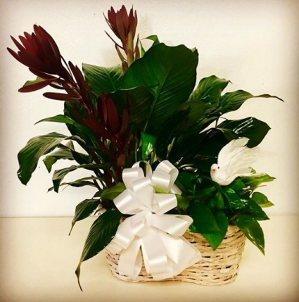 Sympathy Garden Duo Plants Designed in Basket
