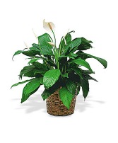 Sympathy Peace Lily Peace Lily in a Basket