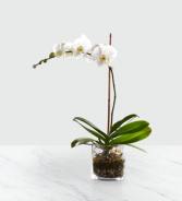 Sympathy White Orchid Plant