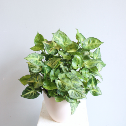 [OUT OF STOCK] Syngonium 'Arrowhead Plant' *Local Delivery Only*