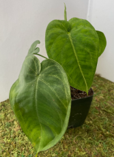 Syngonium Macrophyllum "Ice Frost" Plant in a 3" pot