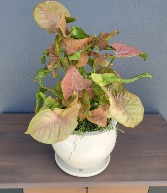 Syngonium 'Neon Robusta' Plant with Cream Ceramic Pot 