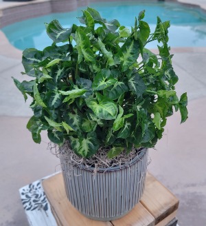 Syngonium Podophyllum 'Mini Pixie Arrowhead' Plant in a very nice, Modern Ribbed Green & brown pot 