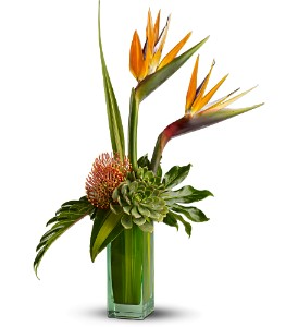 T*  Birds of Beauty  TFWEB568  in Fort Worth, TX | DAVIS FLORAL DESIGNS