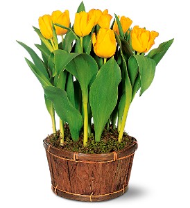 PottedTulips  Blooming Plant