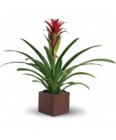 T100-1A Bromeliad Blooming Plant
