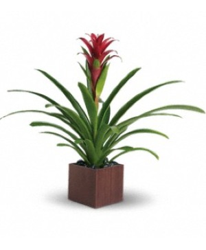 T100-1A Bromeliad Blooming Plant